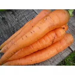 Продам Насіння Моркви