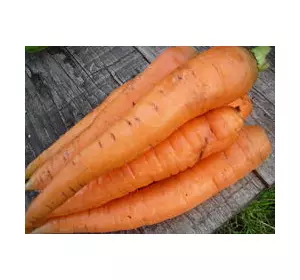 Насіння Моркви (Різної)